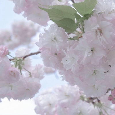 邻水福瑞交流群